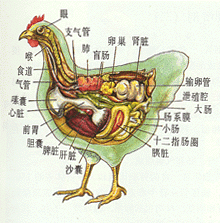 >> 正文